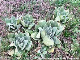 Check spelling or type a new query. Common Mullein Mother Nature S Answer To Our Toilet Paper Shortage Bygl