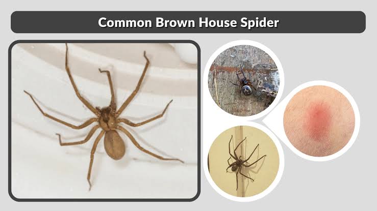Common Brown House Spider: Identification & Safety Guide