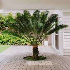 Image result for Cycas thouarsii