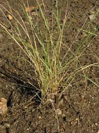 Image result for Aristida denudata