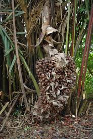 Image result for Raphia ruwenzorica