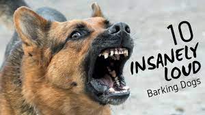 10 Insanely Loud Barking Dogs Barkblaster