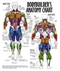 The muscles of the pelvis, hip and buttock anatomical chart shows how each muscle in this area of the body works with the others, and the various. Beautiful Main Muscles Of The Body