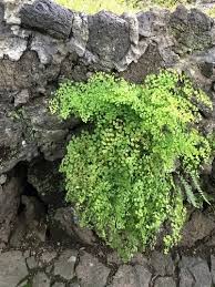 Image result for Adiantum poiretii