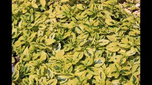 Whether the arrangement is formal or informal, there is a ceanothus to complement almost every garden style. Ceanothus Griseus Alchetron The Free Social Encyclopedia