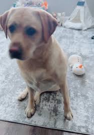 Lola Six Hungry Dogs Part 2