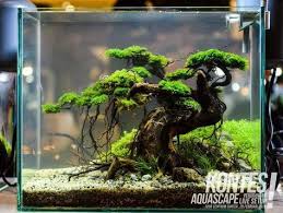 Bonsai Goes A Long Way Aquascape Aquarium Aquarium Fish Aquarium Landscape