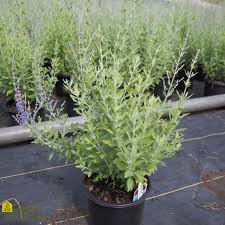 Image result for perovskia atriplicifolia 'little spire'