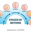 Start studying mitosis labster answers. Https Encrypted Tbn0 Gstatic Com Images Q Tbn And9gcqgecbeuhmgvlrdsdwvn3s7dnwrj Srlxdfi2xsbkxeq40uwsxh Usqp Cau
