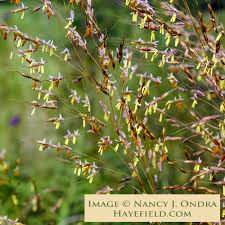 Image result for Sorghastrum nudipes