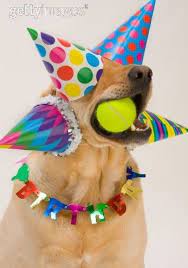 64 Photos Of Animals Wearing Hats Happy Birthday Dog Happy Birthday Animals Birthday Humor