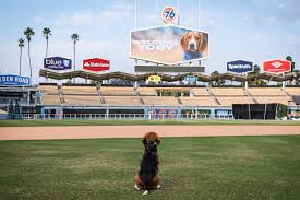 Photos: Dodgers invite TikTok dog Toby for VIP experience