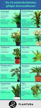 10 Giftige Zimmerpflanzen Fur Haustiere Plantura In 2020 Pflanzen Ananas Pflanzen Zimmerpflanzen