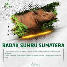 Tetapi sangat disayangkan, keberadaan haiwan yang terancam punah semakin meningkat sekarang ini disebabkan oleh beberapa faktor seperti. Ecobed Malaysia 8 Spesies Haiwan Paling Terancam Di Facebook