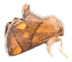 Image result for Apoda limacodes