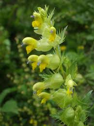 Image result for Rhinacanthus xerophilus