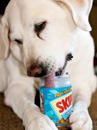 The Dogs Shall Eat Jezebel