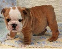 Home for the best english bulldog puppies get your pups at affordable prices including available we deliver all our bulldog puppies for sale at your doorstep.feel free to contact us if you have any typically, they crept on their bellies toward the enraged bull so he couldn't get his horns under their. French Bulldog Puppies For Sale Under 1000 In Ohio Pets Lovers