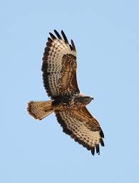 common buzzard buteo buteo europe and asia common birds common buzzard birds of prey
