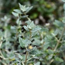All perennials will need supplemental irrigation to get established. Bush Germander Teucrium Fruticans In Houston Texas Tx At Buchanan S Native Plants