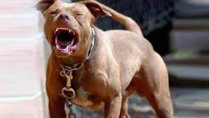 Si no recuerdas quien es el gober precioso, el siguiente video te dará algunos antecedentes: Perros Pitbull Enloquecen Y Atacan A Su Duena En El Centro De Merida De Peso Yucatan