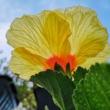 Maksud bunga ros secara umum, kita tahu bunga ros atau mawar ini adalah simbol percintaan. Hawaiian Hibiscus Bunga Raya Kuning Di Laman Bonda