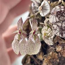 Image result for Bulbophyllum lupulinum