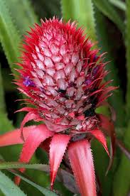 Pineapple Ananas Comosus In Flower By Science Photo Library Pineapple Science Photos Photo Library