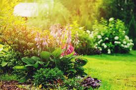 Remove old, faded foliage before new leaves emerge in early spring. Beautiful Summer Garden View Mixed Border With Hosta Conifers Hydrangea And Other Shrubs And Flowers Stock Photo Adobe Stock