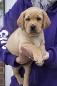 Both mum and dad are here for you to meet. Apply To Become Puppy Parent And Train Adorable Pups