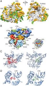 We did not find results for: Localization Of Eukaryote Specific Ribosomal Proteins In A 5 5 A Cryo Em Map Of The 80s Eukaryotic Ribosome Pnas
