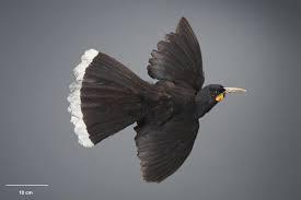 World Most Expensive Feather Huia Bird - Jat Gazette