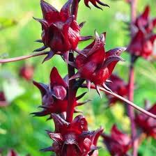 Image result for Hibiscus dongolensis