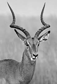 Black And White Images Of Animals Impala Ram Animals Black And White Impala Black And White