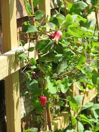 Western white clematis (clematis ligusticifolia) is a vine that is native to the western united states. Clematis Texensis Scarlet Clematis Scarlet Leatherflower Texas Clematis North Carolina Extension Gardener Plant Toolbox