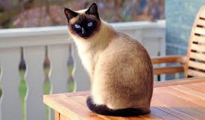 Dreams About Cats Intrpretation And Meaning