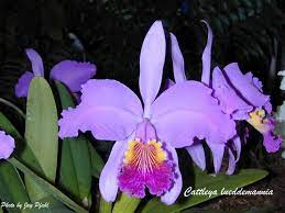 Iospe Photos Cattleya Orchid Flower Orchids