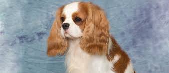 Find 287 cockapoos for sale (cocker spaniel x poodle) on freeads pets uk. Cavalier King Charles Spaniel Puppies Shady Grove Acres