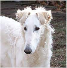 These hounds hunted in teams of three to go after rabbit, foxes, and wolves. Borzoi Puppy Borzoi Hd Puppy Ears Go Every Which Way Borzoi Borzoi Dog Borzoi Puppy Dog Pictures