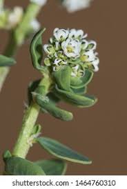 Image result for Corrigiola