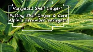 American plant exchange stromanthe tricolor easy care live prayer plant, 6 pot, indoor/outdoor air purifier $29.99 usually ships within 5 to 7 days. Potting Variegated Shell Ginger Plant Chat Alpinia Zerumbet Variegata Youtube