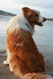 Border Collie Red Border Collie Border Collie Dog Border Collie