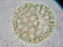 Image result for Cogniauxia