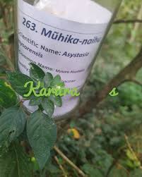 Image result for Asystasia mysorensis