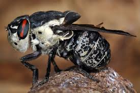 Dasselfliegen (oestridae), auch bekannt als biesfliegen, gehören zur familie der zweiflügler (diptera). What Are Bot Flies And Why Are They So Dangerous Bot Fly Cool Insects Bot