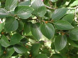 Image result for Celtis africana