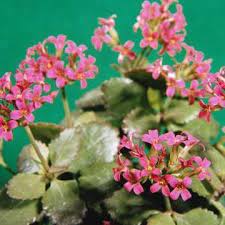 Kalanchoe Troubleshooting Kalanchoe Flowers Kalanchoe Blossfeldiana Cacti And Succulents