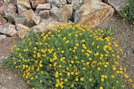 Image result for Dyssodia