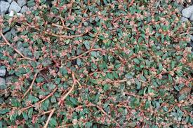 Image result for Polycarpon