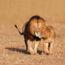 Leo Compatibility Love Passion Ignites Astrology Answers Lion Love Lions Animals Beautiful